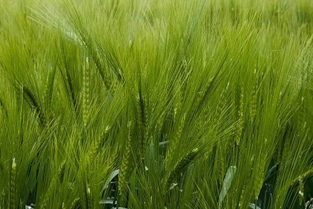 barley (1)