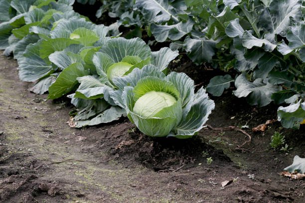 cabbage (5)