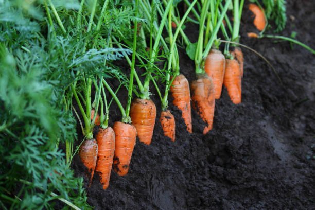 carrots (4)