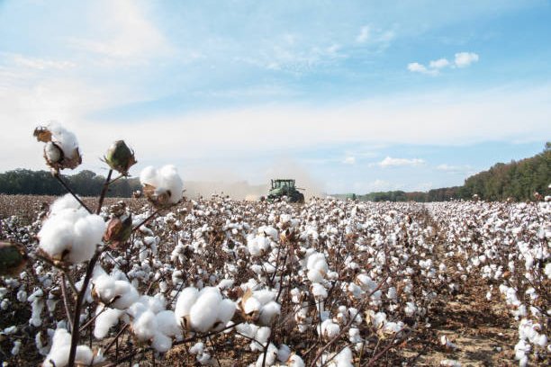 cotton (1)