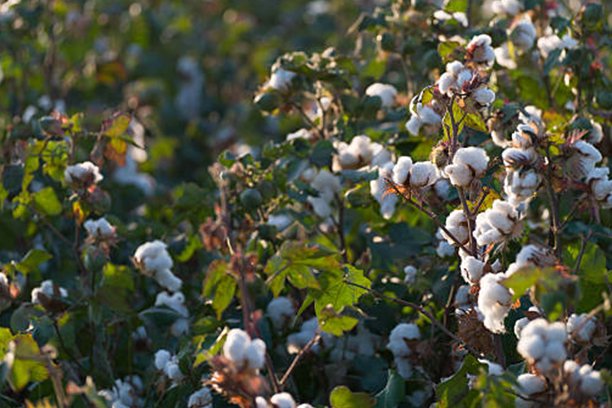 cotton (4)
