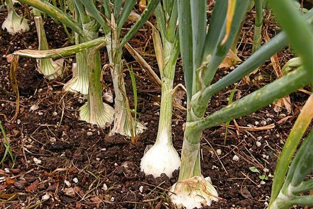onions (2)