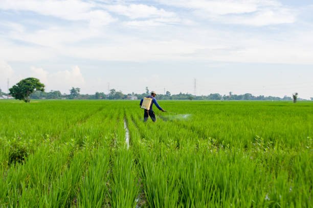 rice (1)