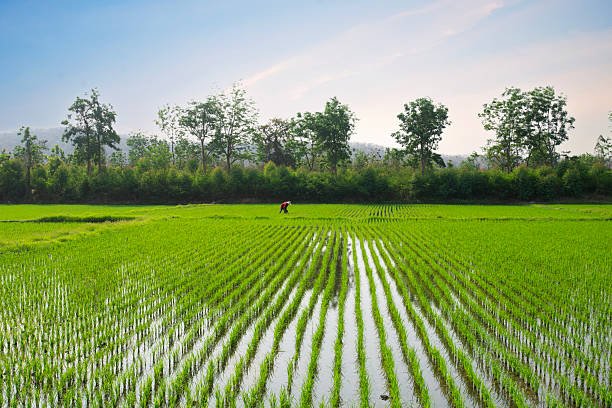 rice (2)