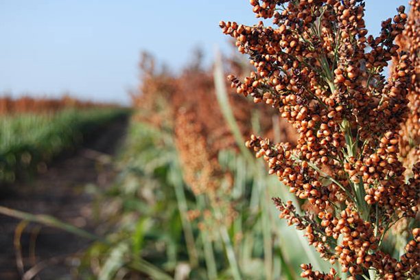 sorghum (1)