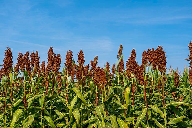 sorghum (2)