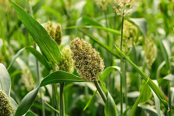 sorghum (4)