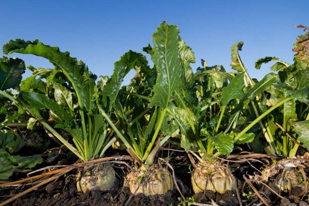sugar beet (2)