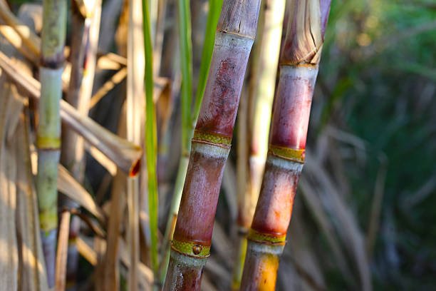 sugar cane (1)