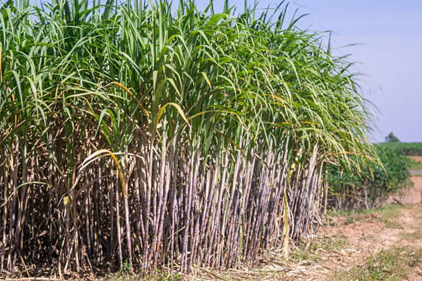 sugar cane (3)
