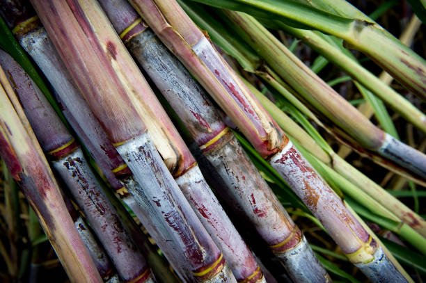 sugar cane (4)